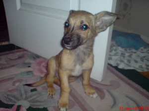 Приют для собак "Верность" 1237-0