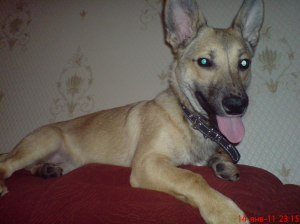 Приют для собак "Верность" 1239-1